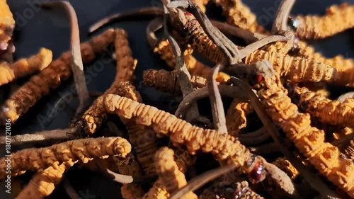 Close up of Yarsagumba or Cordyceps sinensis (Ophiocordyceps sinensis) or CHONG CAO, DONG CHONG XIA CAO. Traditional tibetian medicine. Most expensive mushroom in the world. 