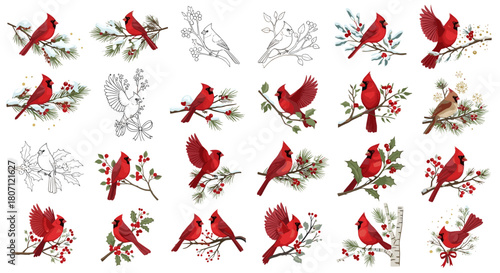 Collection of watercolor cardinal bird illustrations on branches design