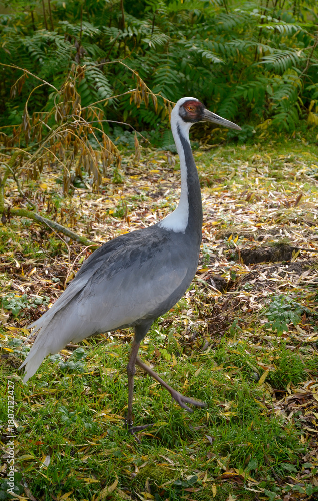 Obraz premium Grue du Japon