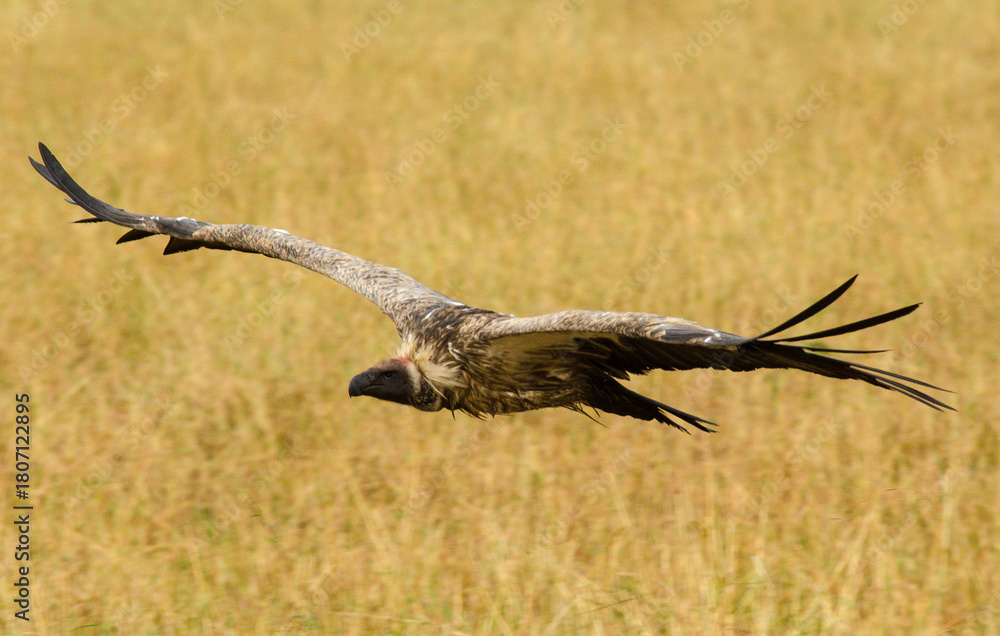 Obraz premium Vautour africain