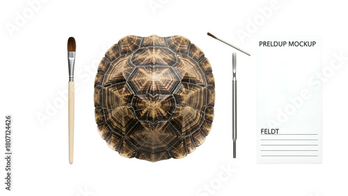 Natural Tortoise Shell With Art Brushes And Painting Tools On A Black Background In A Studio Setting