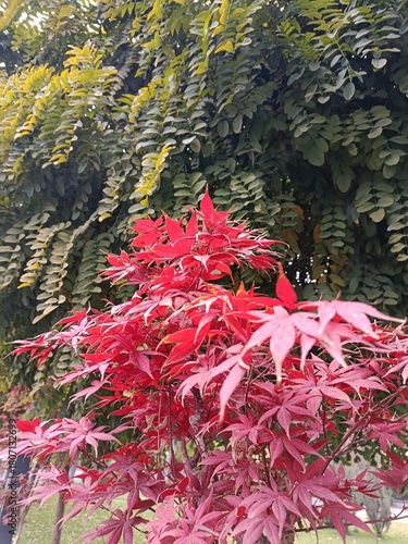 Red and green leaves