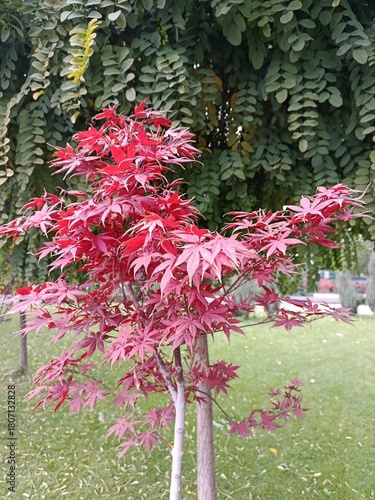 Pink and green leaves