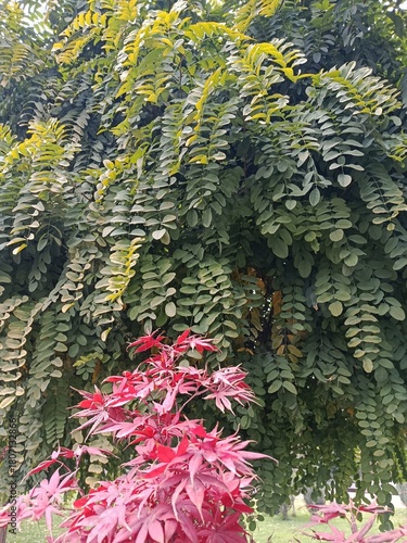 Tree in autumn