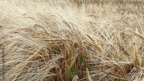 beautiful golden wheat ears at meadow at sunny evening, at sunset. macro