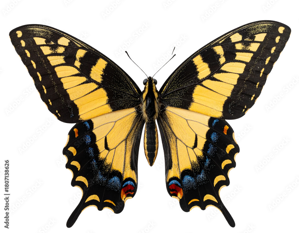 Fototapeta premium Western Butterfly in Flight, Transparent Background.