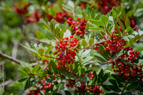 Mastic tree with red berries