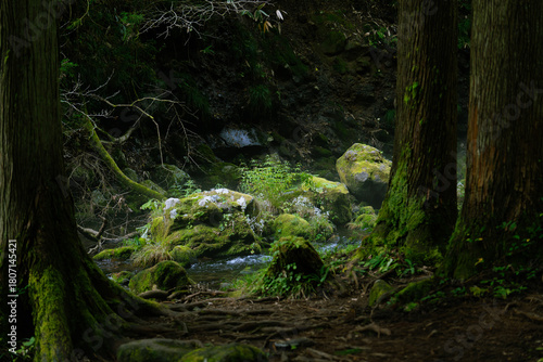 森の中の風景