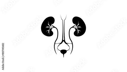 Kidney health urinary system anatomy medical illustration art