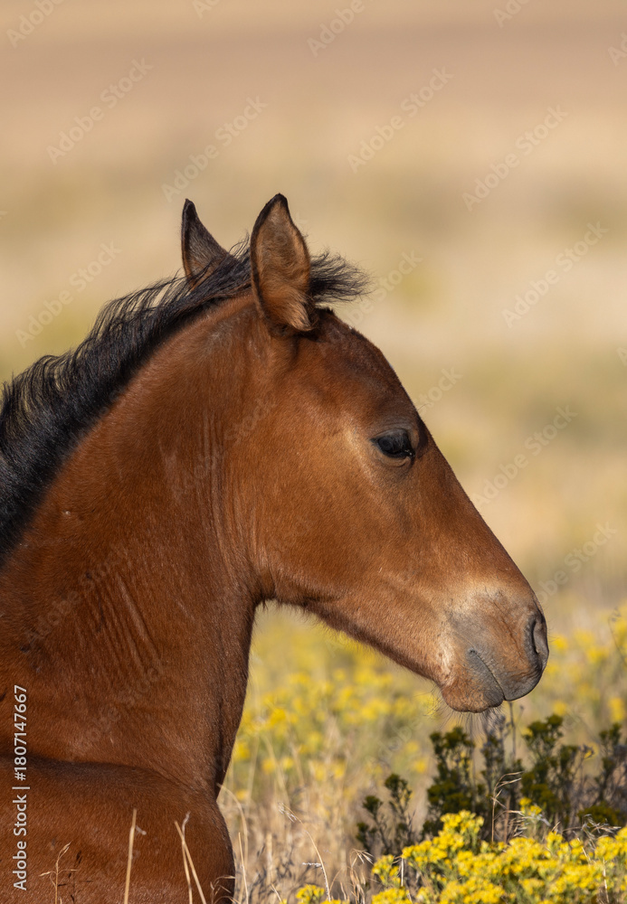 Fototapeta premium Wild Horse Foal in Autumn in the Utah Desert