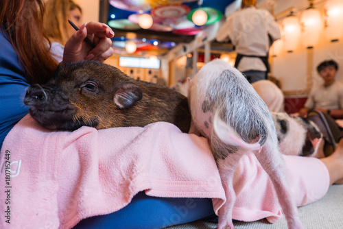 Canvas Print Two small piglets rest on a pink blanket across a visitor's lap in a Tokyo animal cafe, one gazes as a hand pats its head while another explores near low tables in warm light