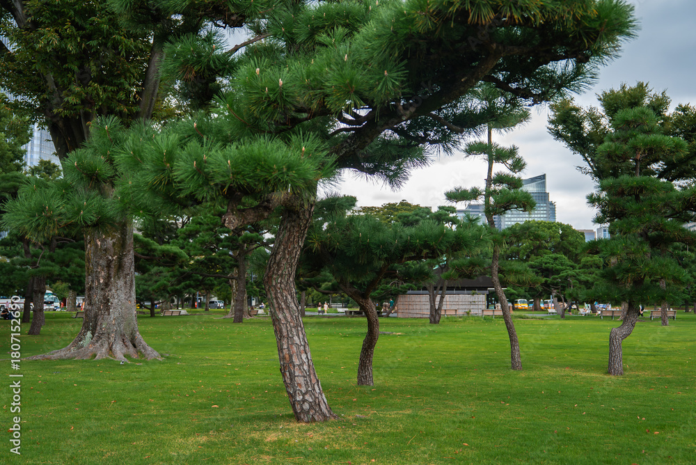 Obraz premium Meticulously pruned pines line a manicured lawn in a Tokyo park as visitors stroll paths, with modern towers above the treeline, blending tradition and city life.