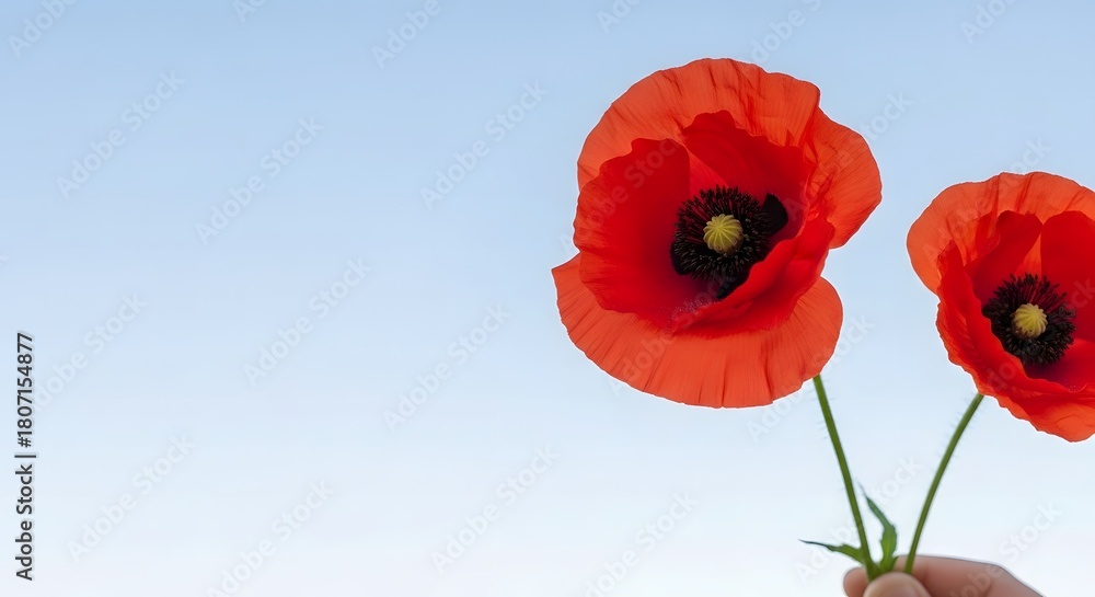 Obraz premium Red Poppy Flowers Held Against Clear Blue Sky