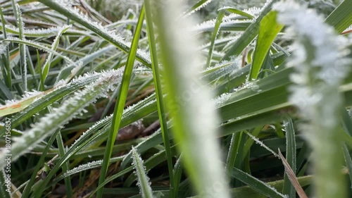 hoar frost on meadow macro shot