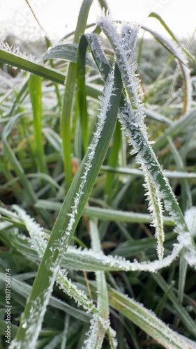 hoar frost on meadow macro shot