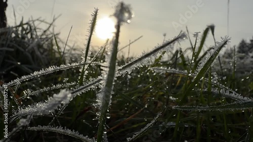 hoar frost on meadow macro shot