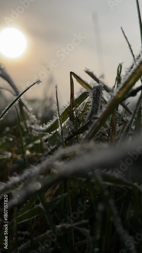 hoar frost on meadow macro shot