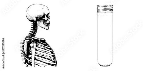 Elegant Anatomical Sketch Skeletal Structure | Clean, isolated vector art for creative projects.