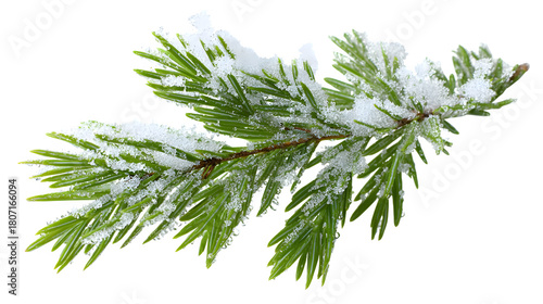Fresh evergreen sprig with snow accents and winter frost isolated on white background