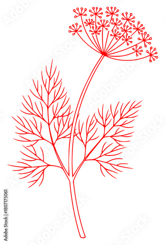 A red and white line drawing of a plant with leaves and flowers, black, dill, draw, drawing, flower, herb, illustration, outline, plant, profile, stem, white, against transparent background
