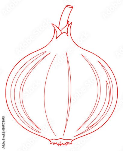 A line drawing of an onion on a plain , draw, drawing, garlic, illustration, lamp, onion, against transparent background