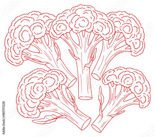 A red and white illustration of a stylized representation of broccoli, broccoli, cauliflower, coloring book, draw, flower, illustration, stem, tree, vegetable, against transparent background