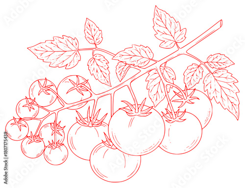 A line drawing of a branch with leaves and tomatoes, branch, cherry tomato, draw, drawing, hang, illustration, plant, red, stem, tomato, vine, against transparent background
