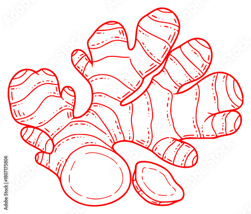 A red and white line drawing of a ginger root, draw, illustration, nut, seashell, shell, snail, against transparent background