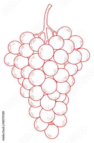 Obraz na plátně A line drawing of a bunch of grapes, black, draw, drawing, grape, illustration,
