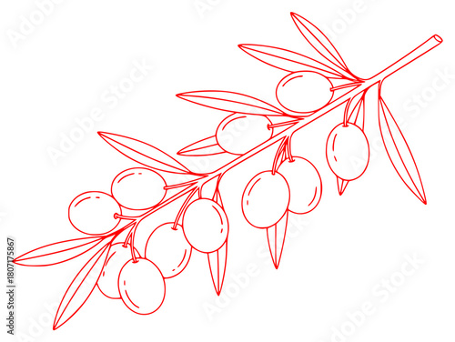 A branch of olive branch with leaves and fruits, black, branch, draw, green, illustration, olive, olive tree, outline, against transparent background