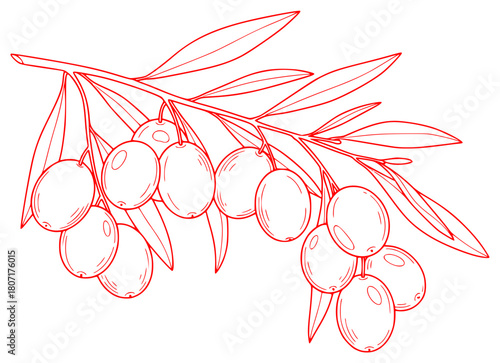 A branch of olive branch with leaves and olives, black, branch, draw, green, illustration, olive, olive tree, outline, sketch, against transparent background