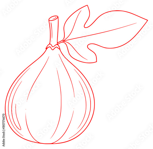 A line drawing of a fig with a leaf, coloring book, draw, drawing, garlic, illustration, leaf, onion, outline, stem, against transparent background