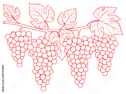 Obraz na plátně A line drawing of a bunch of grapes with leaves, black, branch, draw, drawing, g