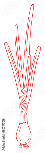 A drawing of a single green plant with long, thin leaves and a bulb, draw, drawing, garlic, green, illustration, lamp, onion, against transparent background