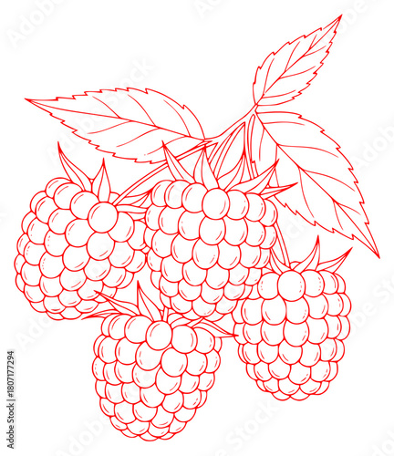 raspberries, delicate, intricate, organic, natural, botanical, detailed, line art, stippling, minimalist, vibrant red, high contrast