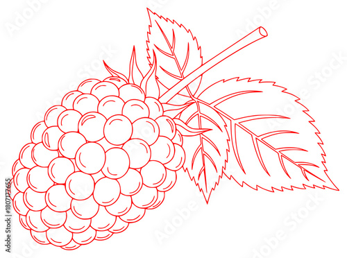 A black and white line drawing of a ripe raspberry with leaves, black, blackberry, branch, draw, grape, illustration, leaf, outline, raspberry, stem, against transparent background