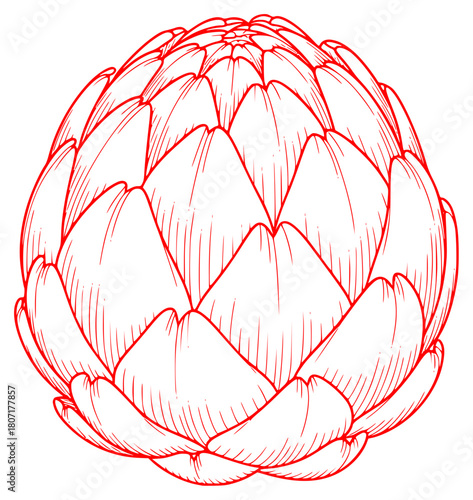 A black and white line drawing of an artichoke, artichoke, draw, drawing, flower, illustration, lotus, sketch, against transparent background