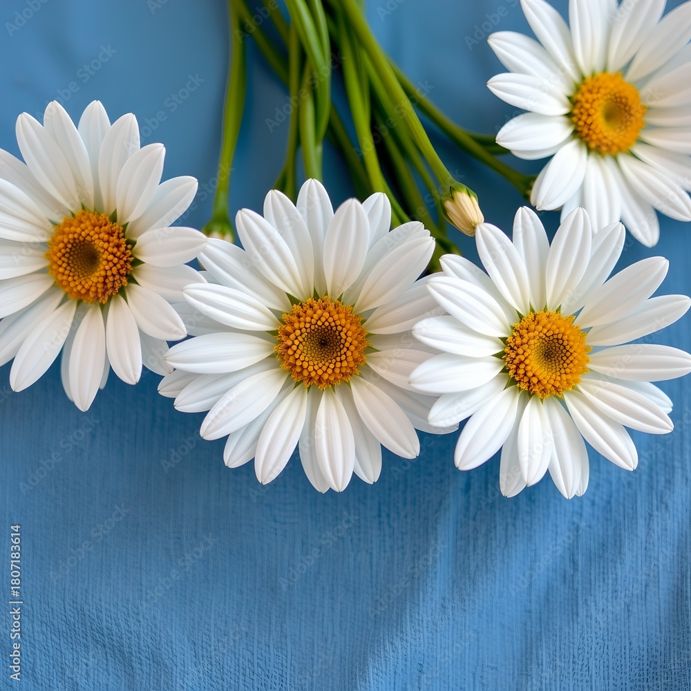 Obraz premium White daisies on fabric background with copy space.
