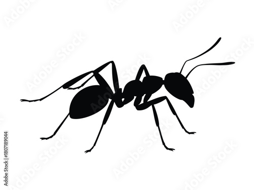 0023_2_silhouette-of-ant-black-vector-on-white-_P7FnNaeeSOyLaIfot59G_Q_LH6BVYJxQC2_75mINLVv7A.eps
