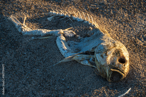 A decaying fish lies along the water’s edge