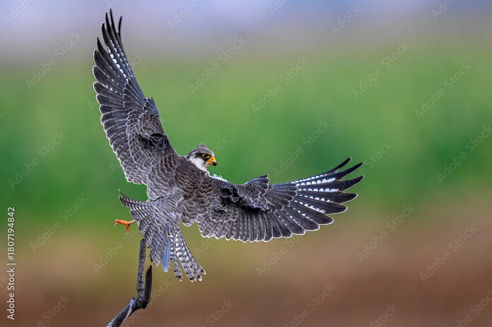 Fototapeta premium common buzzard in flight