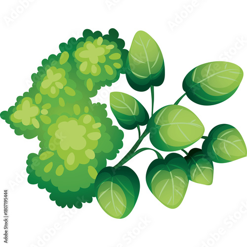 Green Lush Bush And Branch With Leaves In A Top Down View With A Transparent Background For Design And Decoration