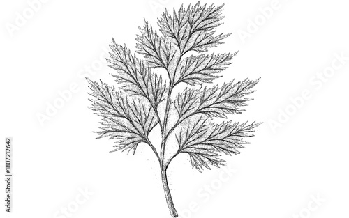 Delicate hand-drawn dill herb with intricate leaf detail