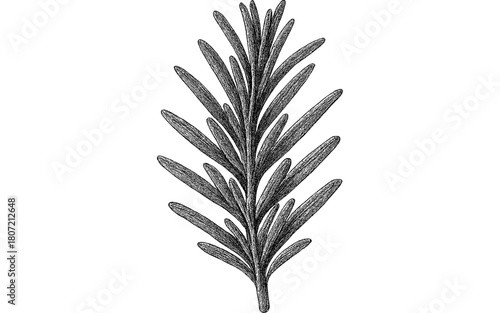 Intricate black and white hand drawn herb leaf for botanical art and design