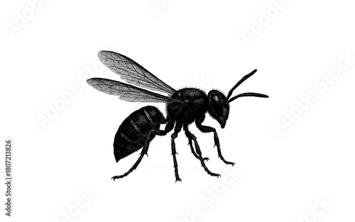 Detailed black and white bee sketch: intricate insect design