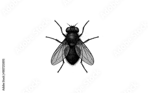 Detailed insect study featuring realistic fly
