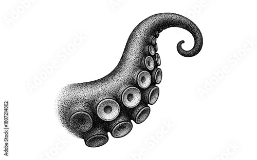Detailed stippled octopus tentacle with suction cups