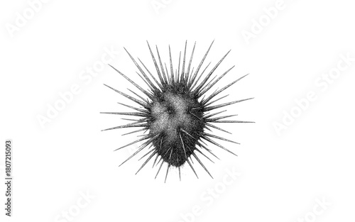 Intricate sea urchin design with monochrome stipple art style and spiky details