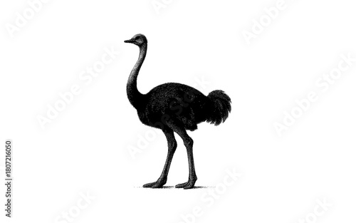 Detailed ostrich silhouette in black and white with stipple effect