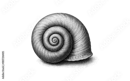 Intricate shell crosshatch design: detailed spiral pattern with precision ink technique